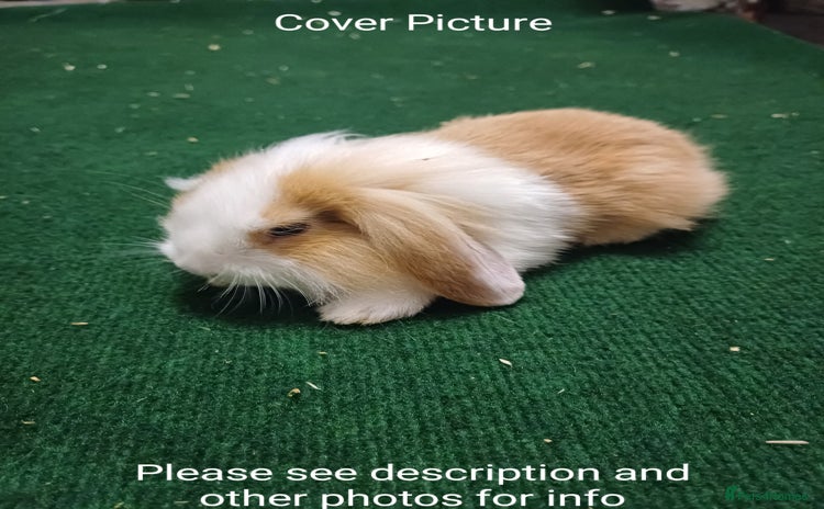 Mini Lion Lop rabbits - Advert 15