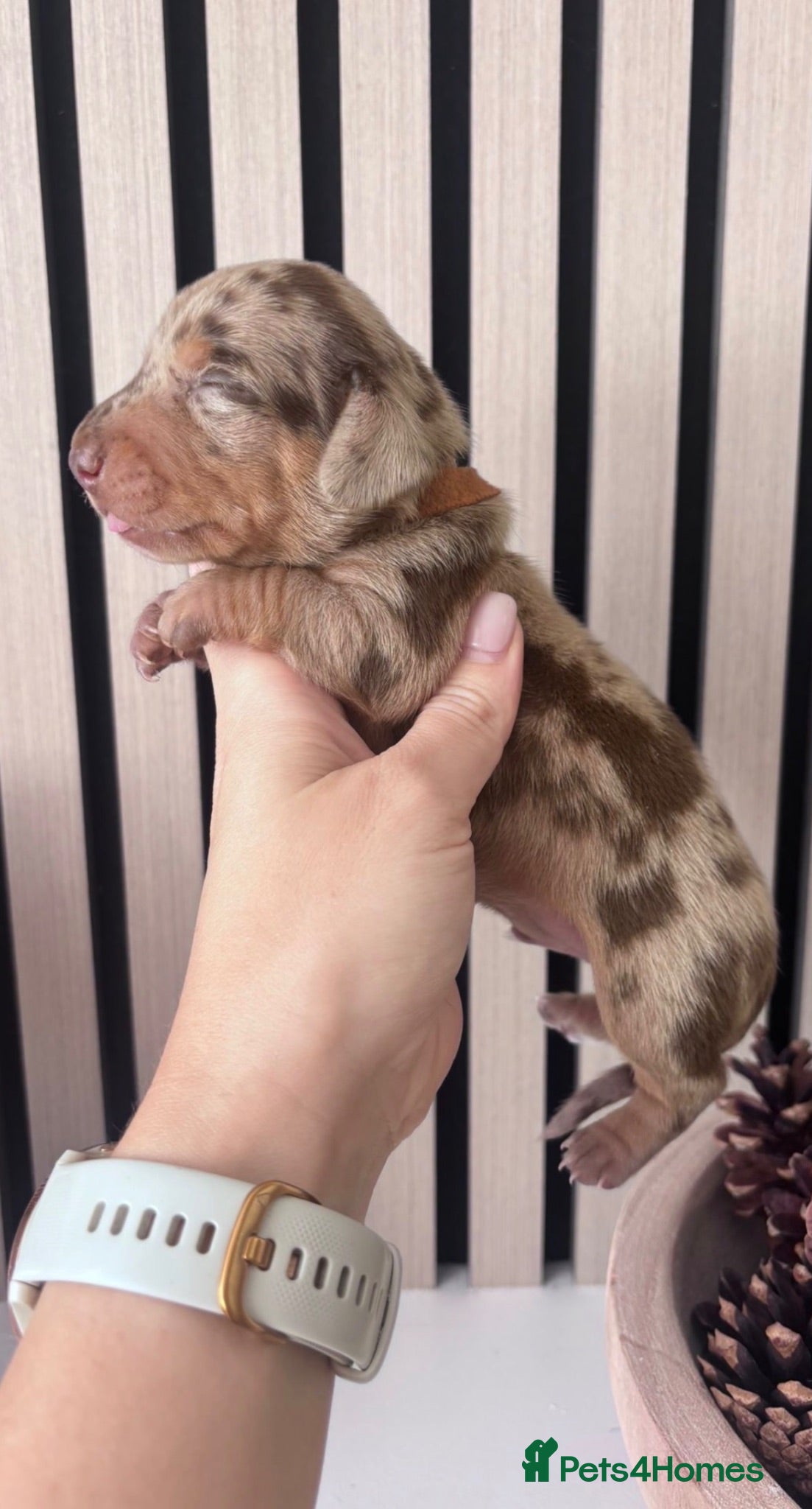 Miniature Dachshund dogs Stunning Miniature Dachshund Boys - Advert 19