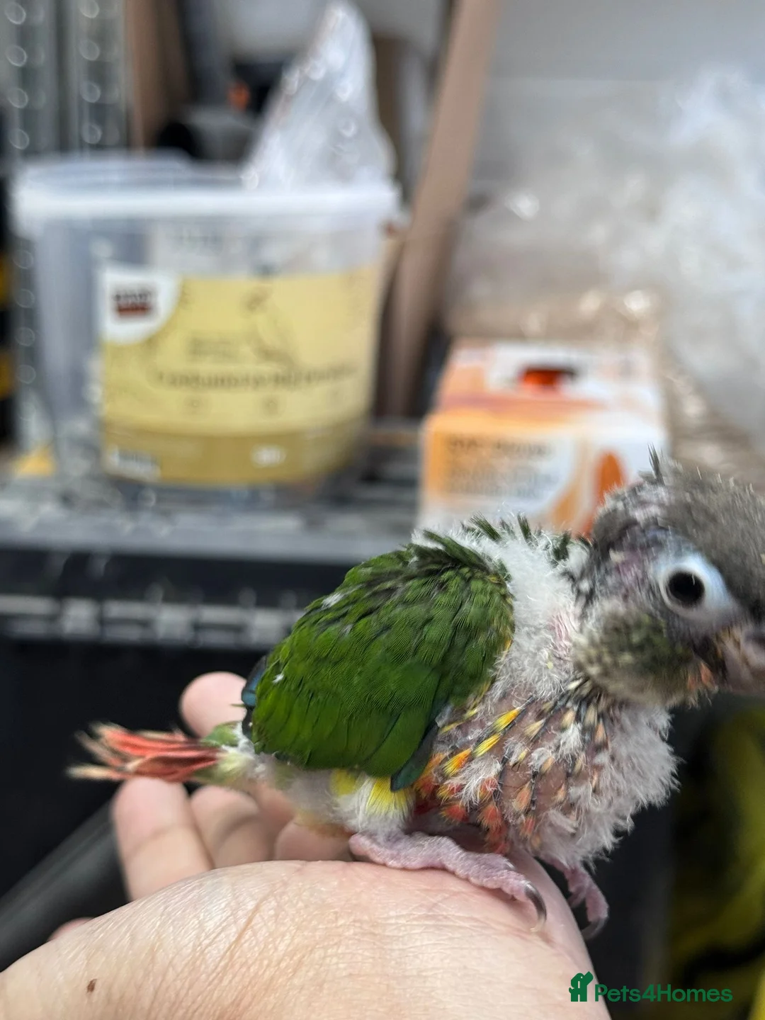 Conures birds for sale: Hand reared super tame conure  - Advert 9