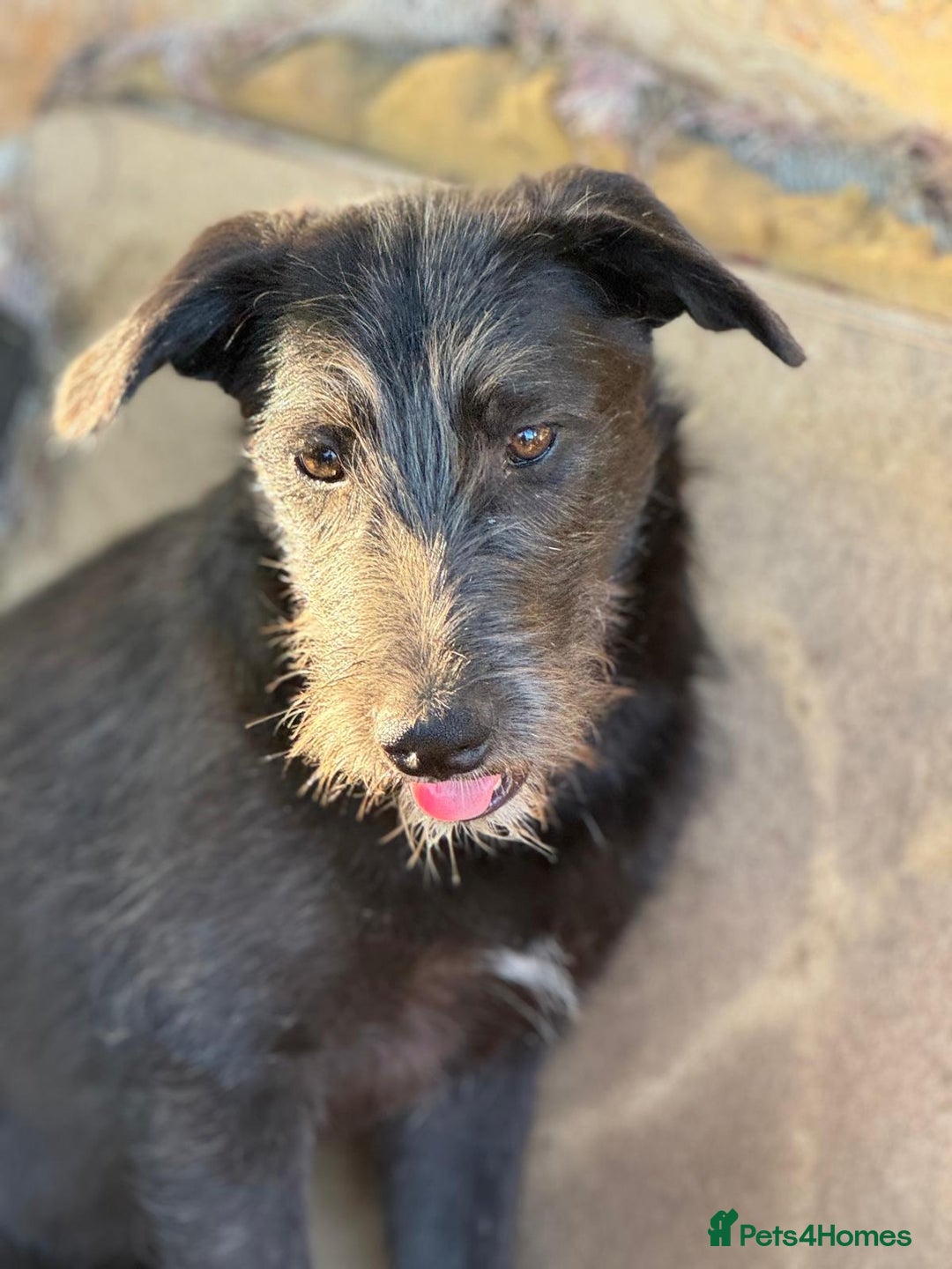 Mixed Breed dogs for adoption: LIA - a Beautiful young Girl, for a Loving Home - Image 8
