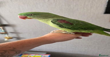 Parrots birds - Advert 12