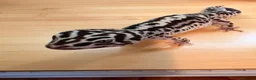 Gecko reptiles for sale: Adult female leopard gecko lavender stripe bold - Advert 3