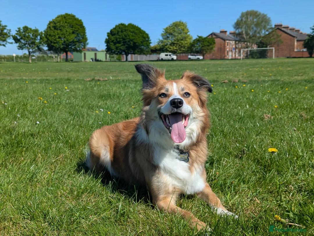 Border Collie dogs for sale: Èowyn - Advert 2
