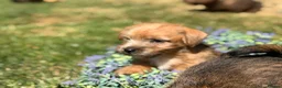 Norfolk Terrier dogs for sale: Stunning KC registered Norfolk terriers - Advert 13