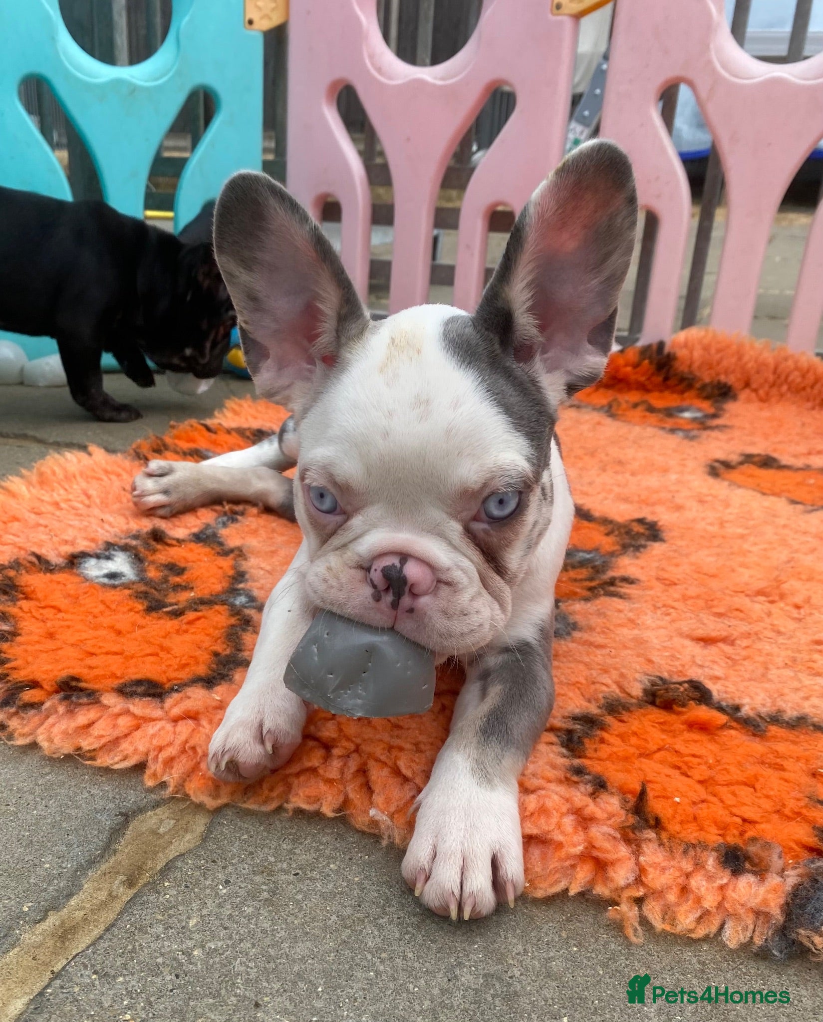 French Bulldog dogs KC registered French Bulldog puppies - Advert 1