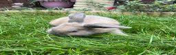 Mixed Breed rabbits for sale: Male lionlop cross - Advert 3