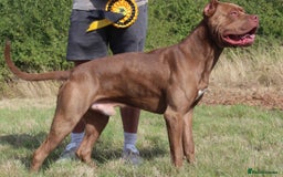 Bandog dogs for sale: BANDOG PUPPIES – SERIOUS QUALITY, SERIOUS PRESENCE - Advert 9