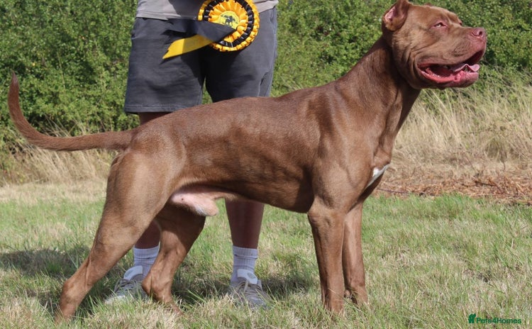 Bandog dogs BANDOG PUPPIES – SERIOUS QUALITY, SERIOUS PRESENCE - Advert 7