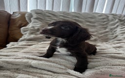 Sprocker dogs for sale: Health Tested- Chocolate Sprocker Puppies 🐻  in Bishop Auckland - Image 3