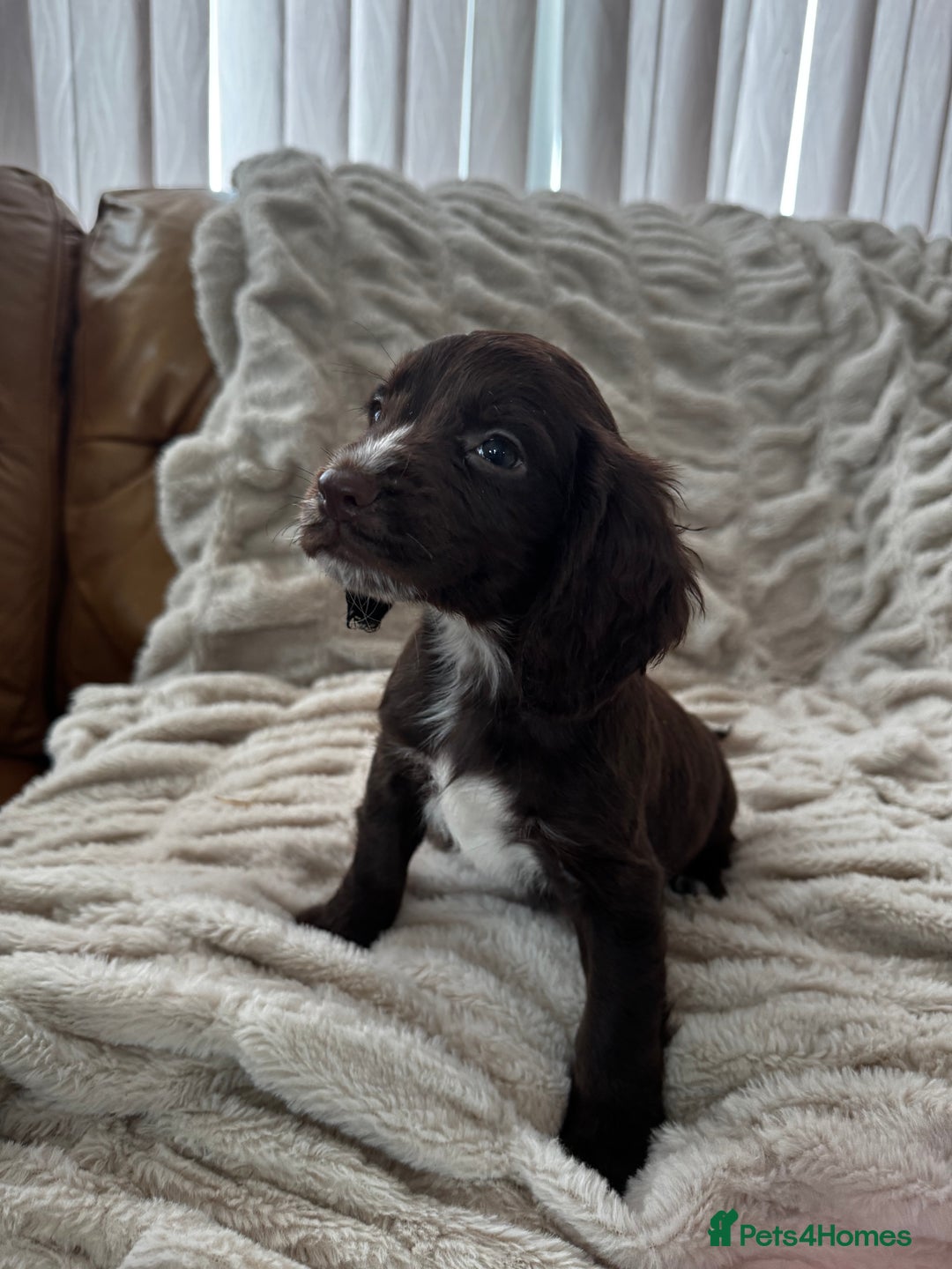 Sprocker dogs for sale: Health Tested- Chocolate Sprocker Puppies 🐻  in Bishop Auckland - Image 3
