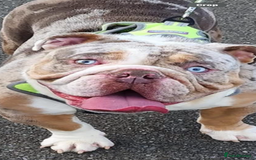 English Bulldog dogs for sale: Male bulldog RHINO - Image 2