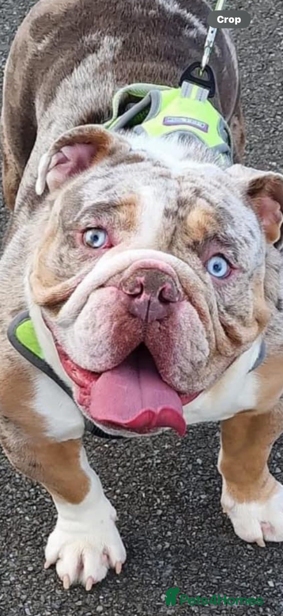 English Bulldog dogs for sale: Male bulldog RHINO - Image 2