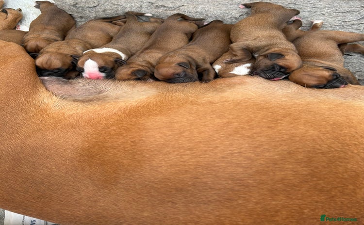 Boxer dogs - Advert 2