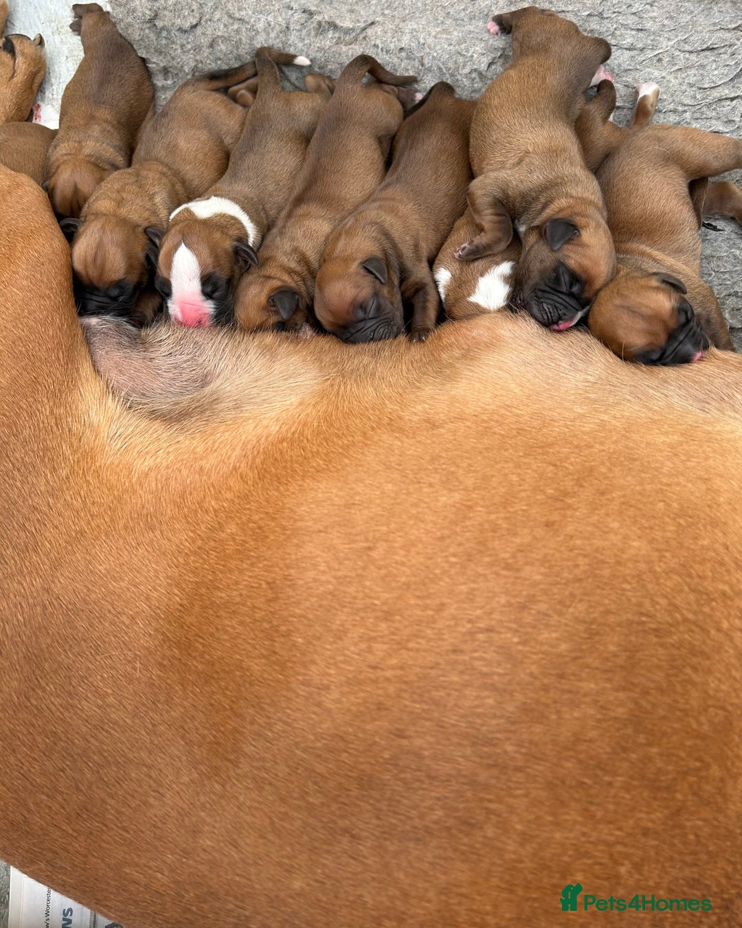 Boxer dogs for sale: 5 STAR LICENSE BREDDER   22 years experience  - Image 1