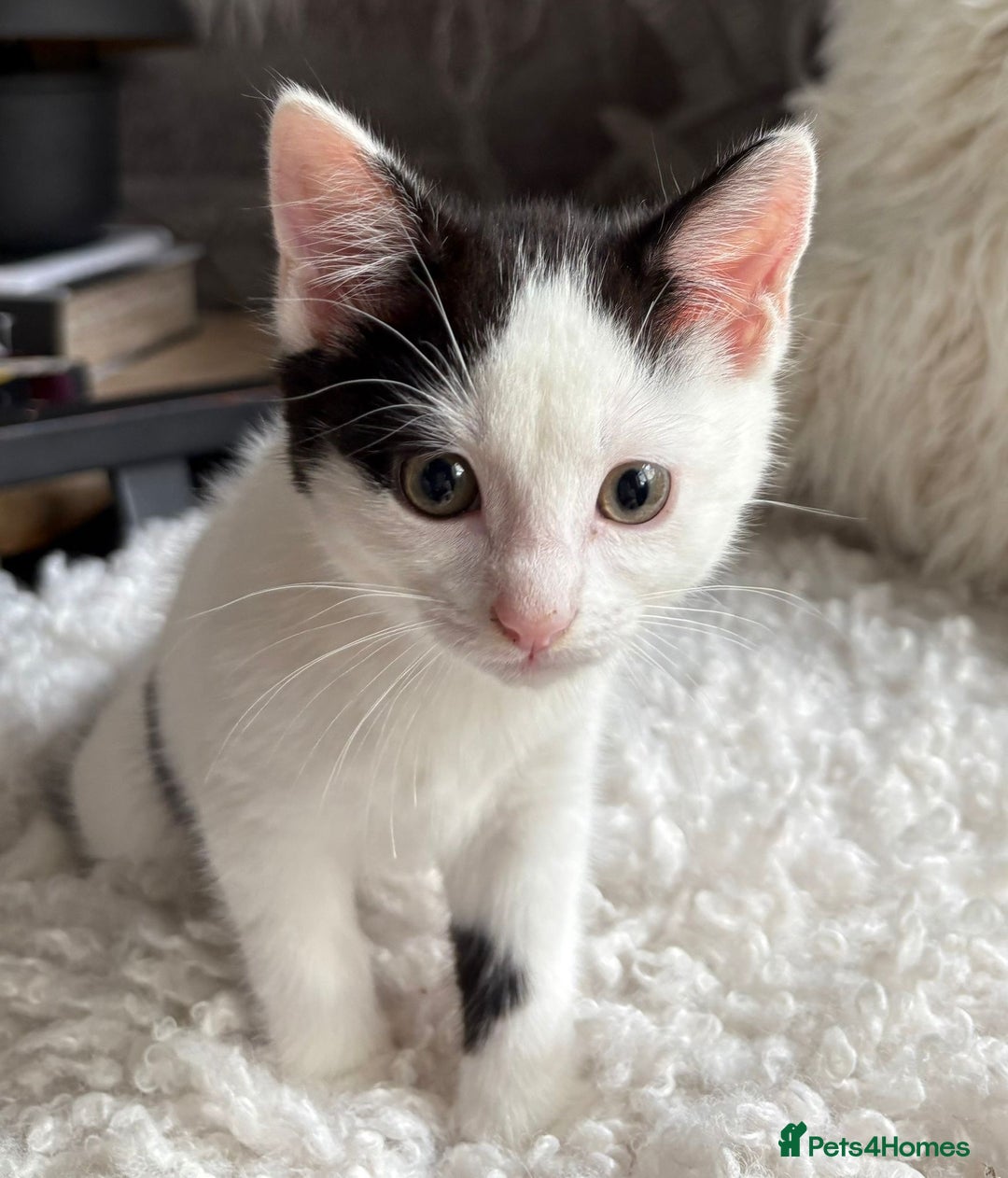 Domestic Shorthair cats for sale: three beautiful male kittens! in Newent - Image 2