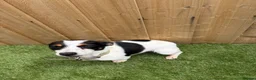 Jack Russell dogs for sale: Beautiful mini jack Russel girl left   - Advert 2
