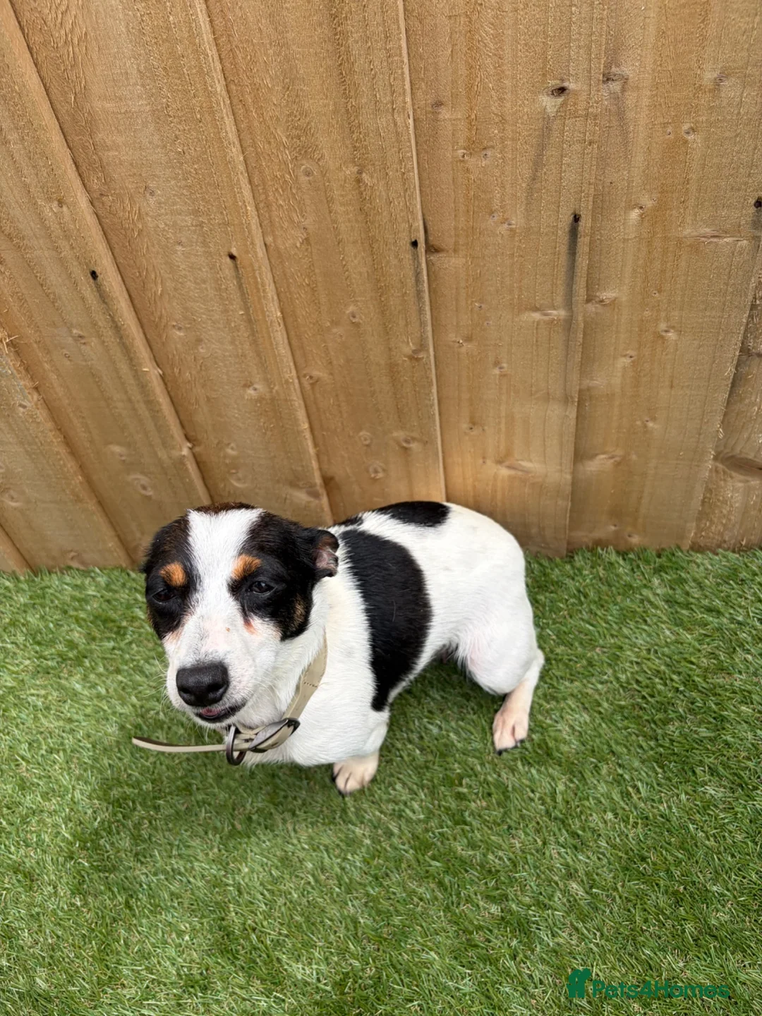 Jack Russell dogs for sale: Beautiful mini jack Russel girl left   - Advert 2