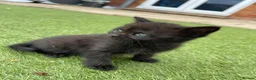Mixed Breed cats for sale: Mixed british shorthair kittens - Advert 4