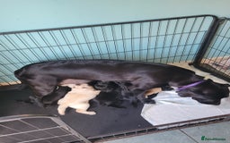 Labrador Retriever dogs for sale: Family bred Labrador puppies - Image 3