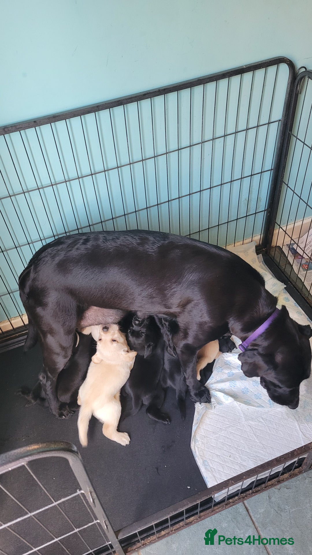 Labrador Retriever dogs for sale: Family bred Labrador puppies - Image 3