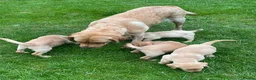 Labrador Retriever dogs for sale: Beautiful Labrador puppies  - Advert 8