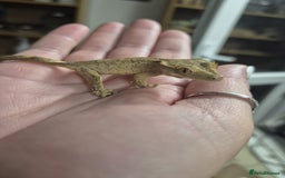 Gecko reptiles for sale: Leopard and crested geckos - Image 7