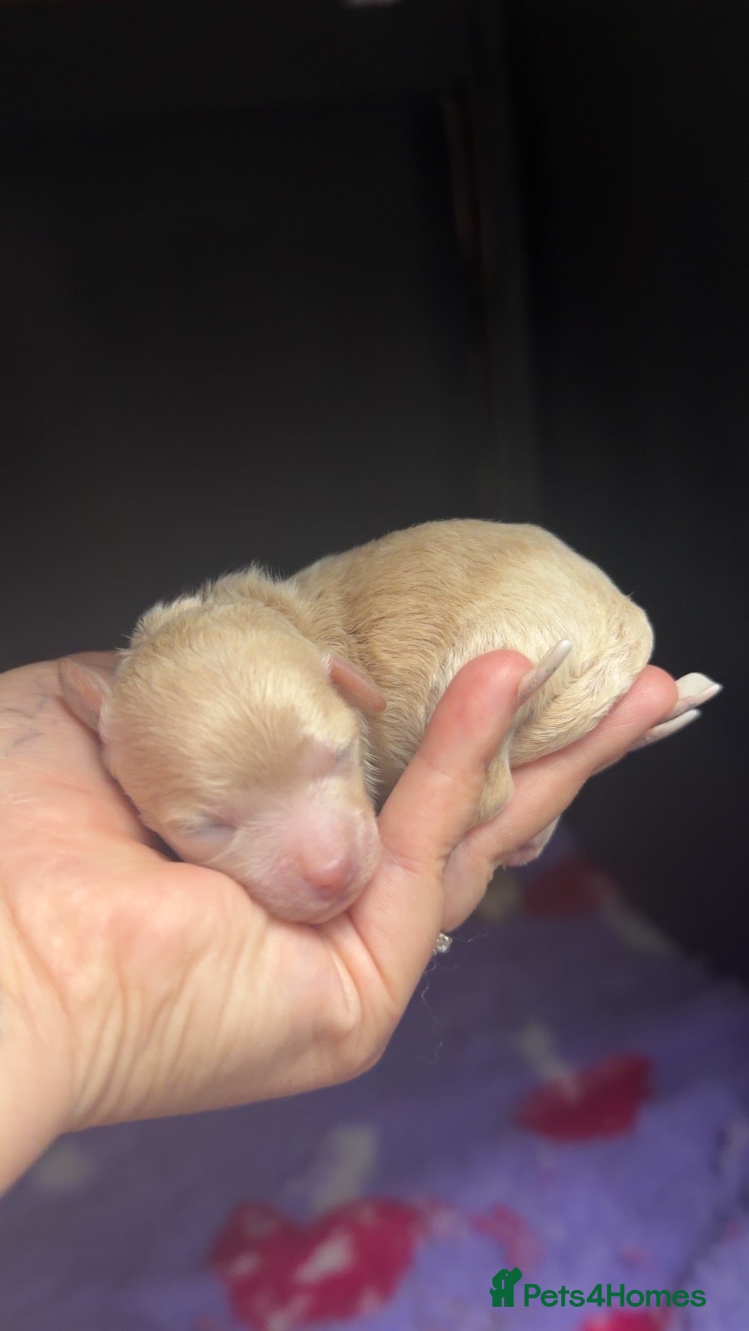 Maltipoo dogs 🩷Tiny Maltipoo,KC dna health clear parents 🥰 - Advert 1
