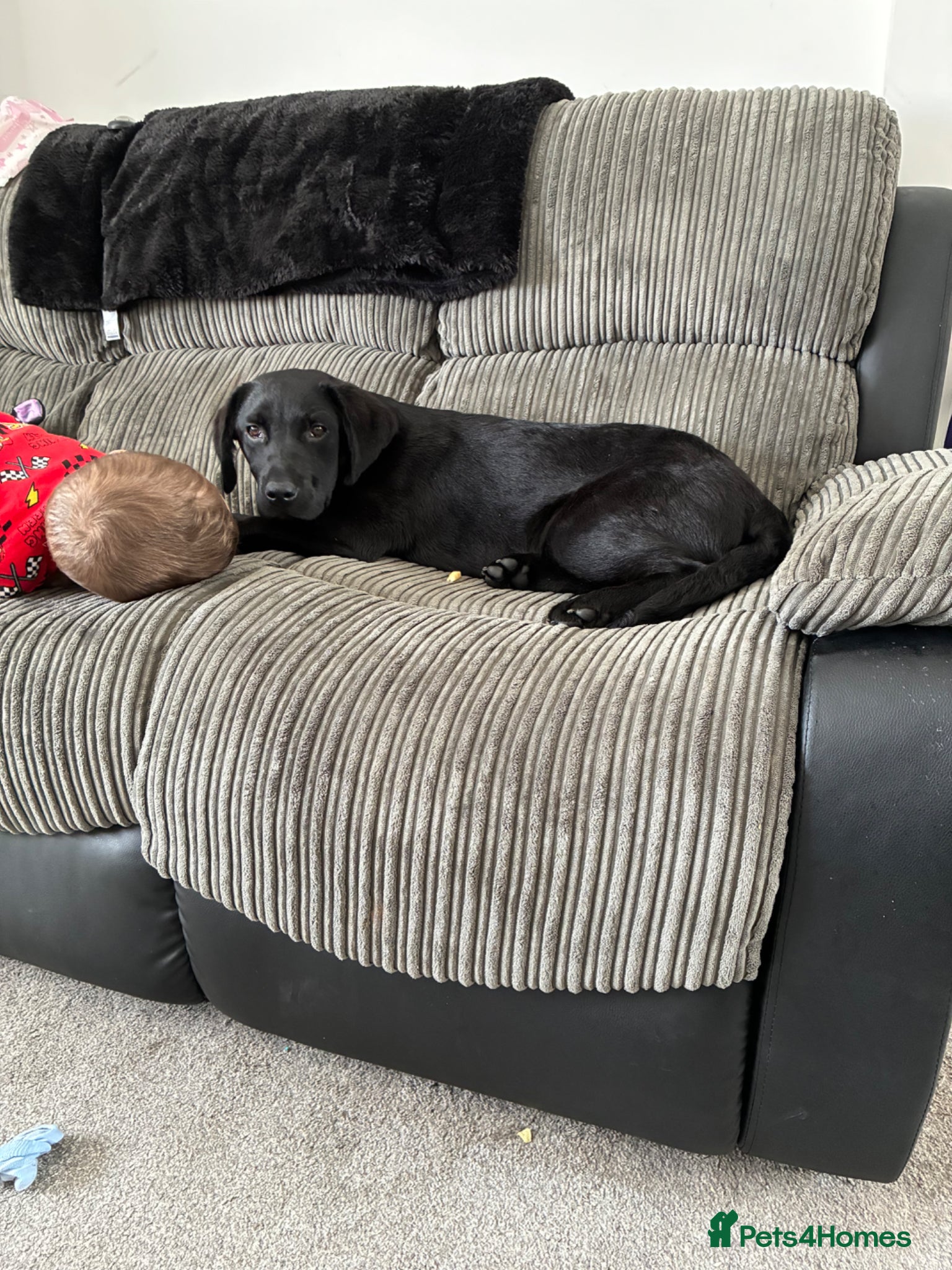 Labrador Retriever dogs for sale: 4 month old female Labrador  - Advert 2