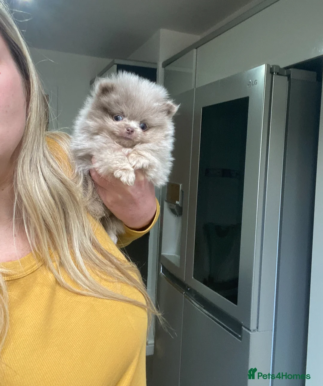 Pomeranian dogs for stud: 🏆 LOTS of champion lines, tiny teddy bear 🧸 in Leeds - Advert 37