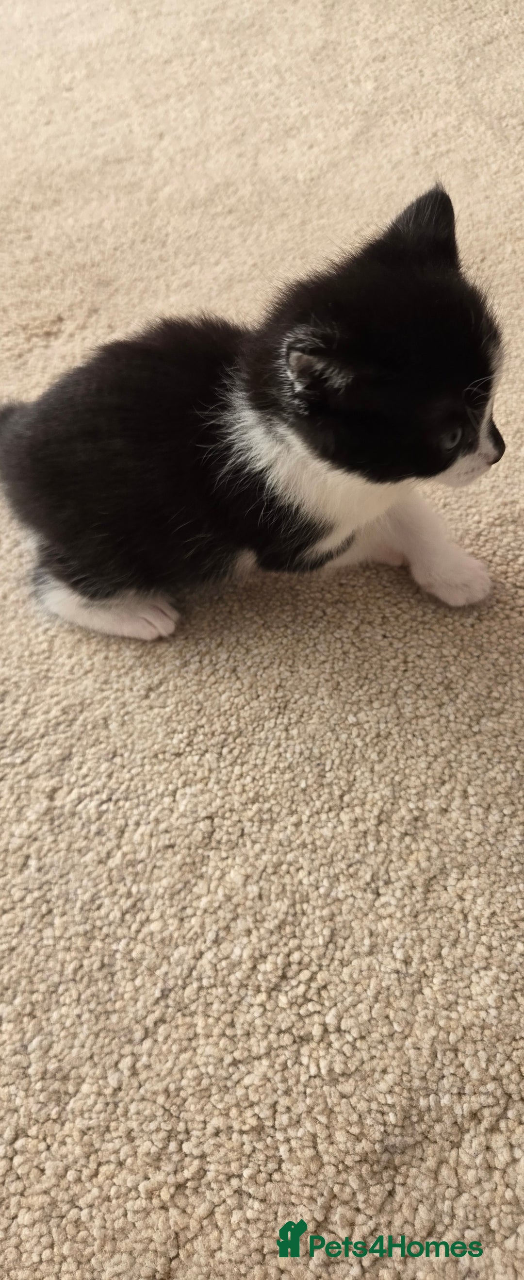 Mixed Breed cats for sale: Adorable Black & White Kittens - Image 8