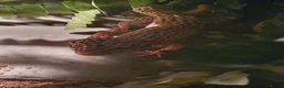 Leopard Gecko reptiles for sale: Leopard gecko for sale in Edgware - Advert 9