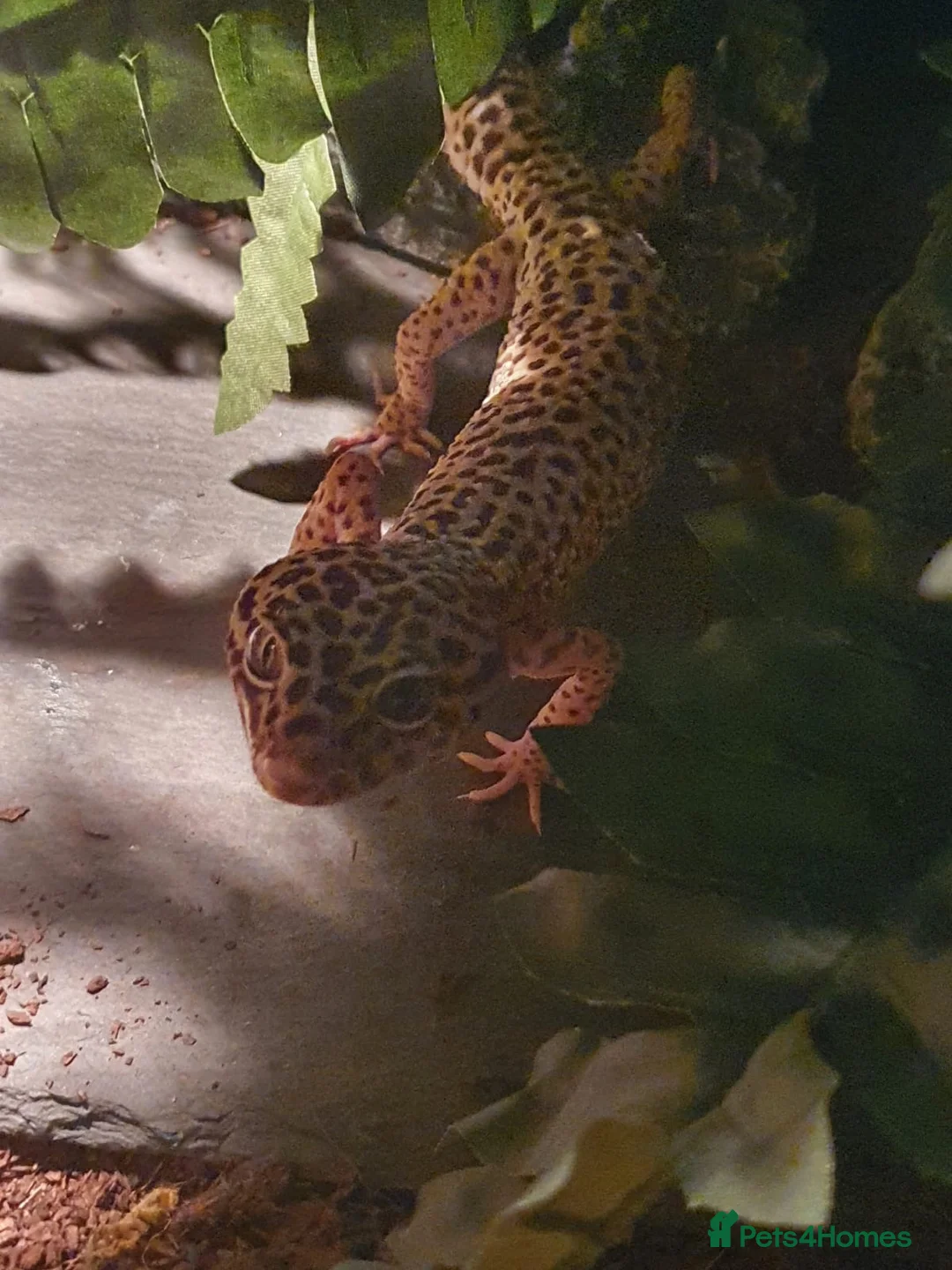 Leopard Gecko reptiles for sale: Leopard gecko for sale in Edgware - Advert 9