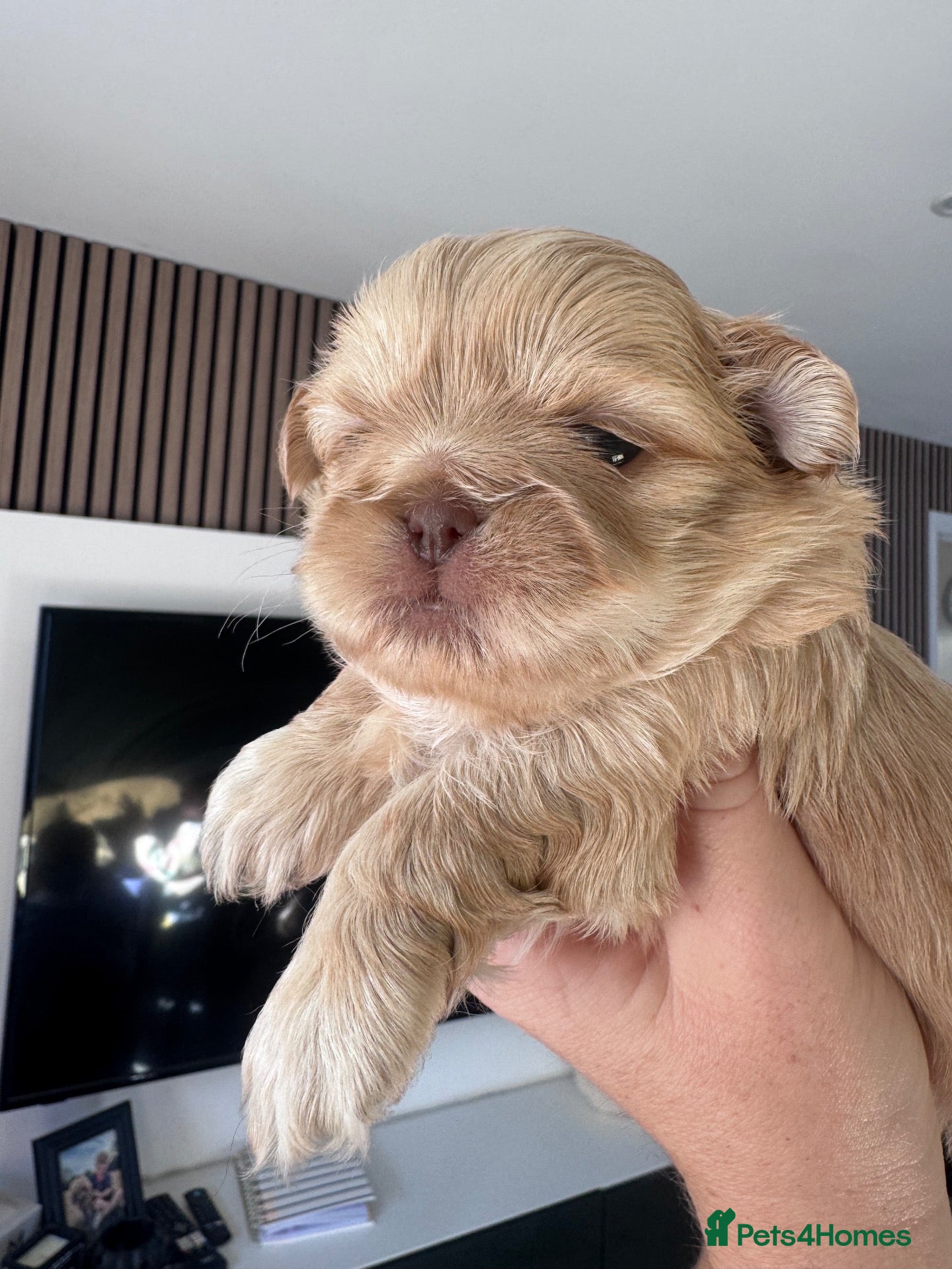 Shih Tzu dogs One cream female available  - Advert 13