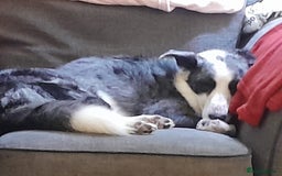 Border Collie dogs for sale: Border collie blue murle for sale - Image 15