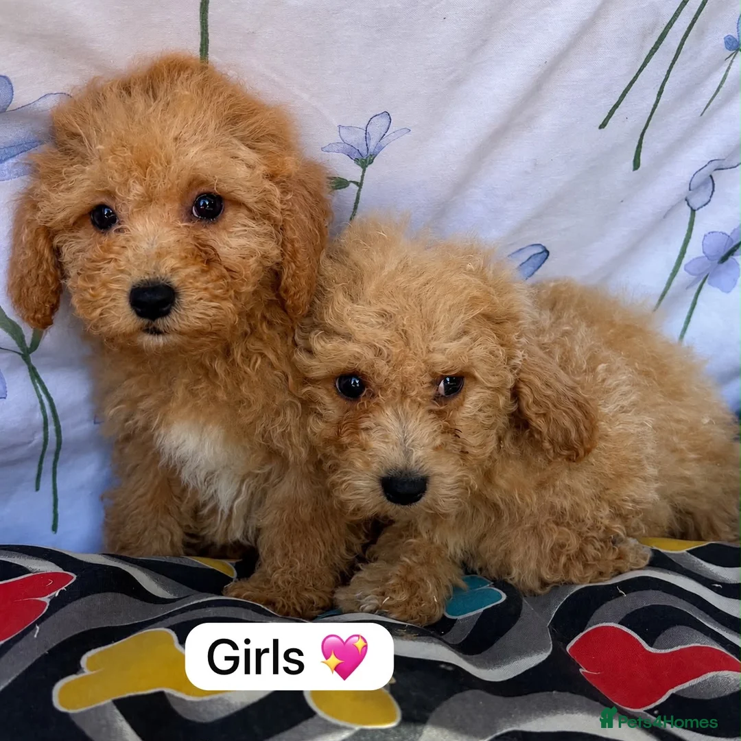 Cavapoo dogs for sale: Beautiful cavapoo puppies 🐶 in Maidstone - Advert 2