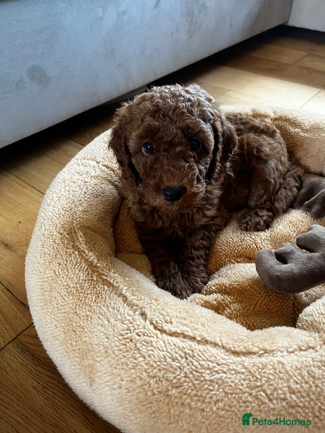 Miniature Poodle dogs for sale: 5 generation pedigree beautiful red mini poodles - Image 12