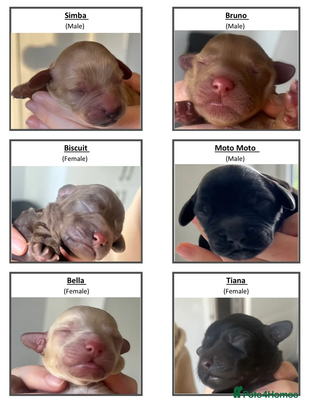 Cockapoo dogs for stud: BAXTER Makes Beautiful Babies 🐾 in Haddington - Advert 25