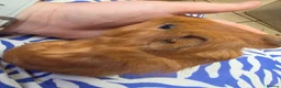 Guinea Pig rodents for sale: Female guinea pigs  - Advert 19