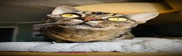 Devon Rex cats for sale: Devon Rex Kittens GCCf Registered Champions - Advert 2