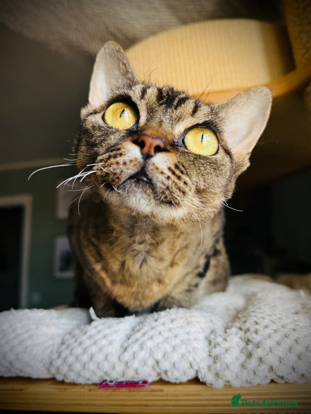 Devon Rex cats for sale: Devon Rex Kittens GCCf Registered Champions - Advert 2