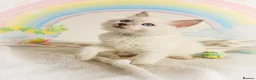 Ragdoll cats for sale: GCCF Registered Ragdoll Kittens - Advert 20