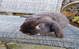 Mixed Breed rabbits for sale: 3 baby rabbits - Image 2