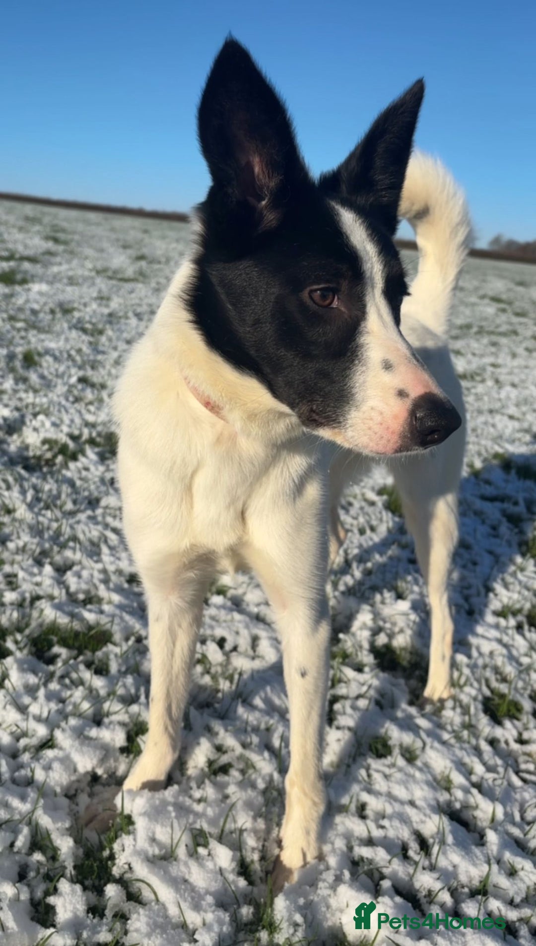 Border Collie dogs for sale: ✨ 6 beautifully marked border collie puppies ✨ - Advert 2