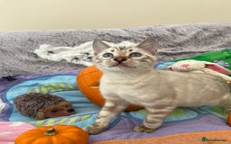 Bengal cats for sale: OUTSTANDING TICA reg BENGAL KITTENS - Image 6