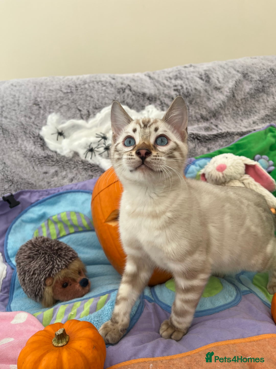 Bengal cats for sale: OUTSTANDING TICA reg BENGAL KITTENS - Image 6
