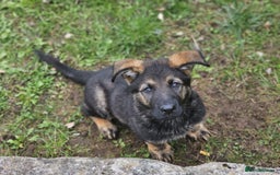 German Shepherd dogs for sale: Quality Kc Reg German shepherd - Image 7