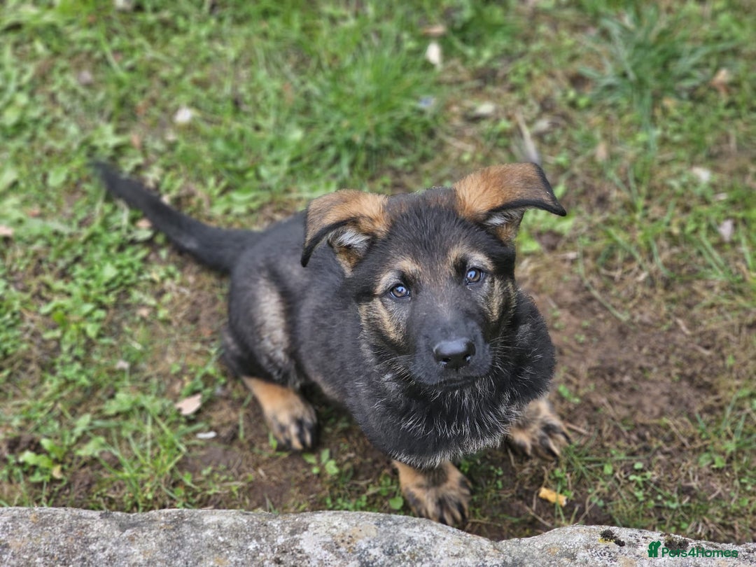 German Shepherd dogs for sale: Quality Kc Reg German shepherd - Image 7