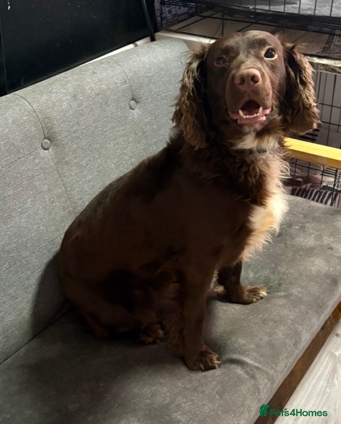 Cocker Spaniel dogs for sale: 2 year old cocker spaniel looking for rehoming  - Advert 3