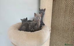 British Shorthair cats for sale: British shorthair blue/lilac kittens  - Image 9
