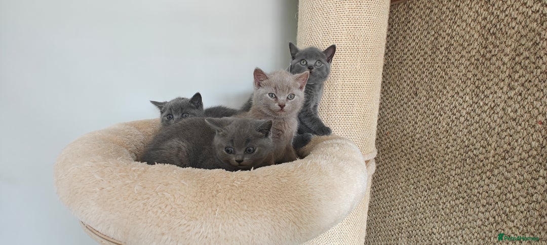 British Shorthair cats for sale: British shorthair blue/lilac kittens  - Image 9